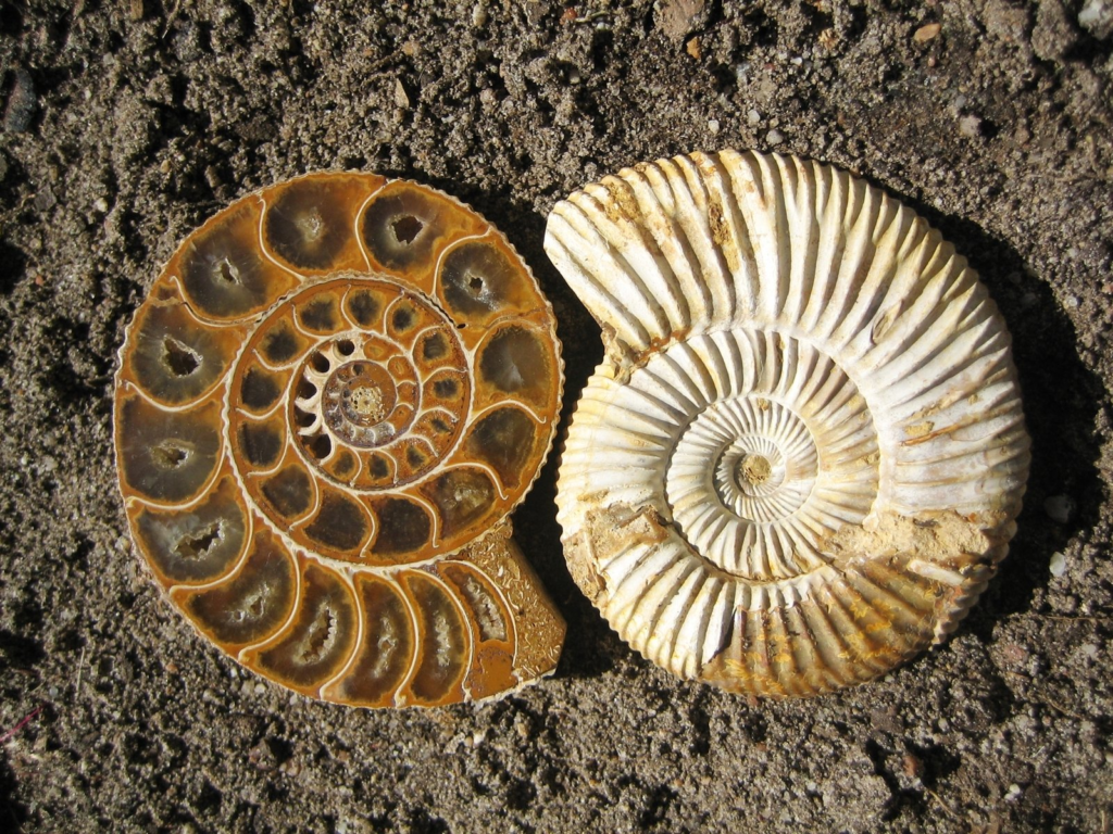 Fossils