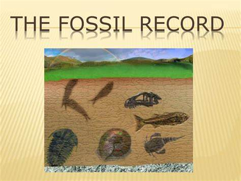 Fossils